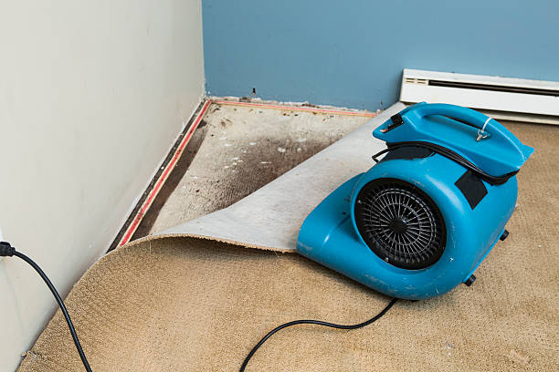 Best Local water damage restoration  in Meadowbrook, VA
